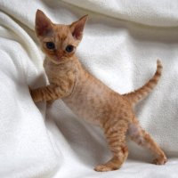 Red Hot Chili - Devon Rex kenel