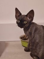 Red Hot Chili - Devon Rex kenel