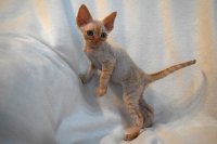 Red Hot Chili - Devon Rex kenel