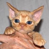 Red Hot Chili - Devon Rex kenel