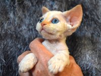 Red Hot Chili - Devon Rex kenel