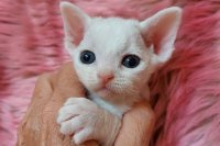 Red Hot Chili - Devon Rex kenel