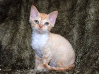 Red Hot Chili - Devon Rex kenel