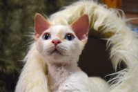 Red Hot Chili - Devon Rex kenel