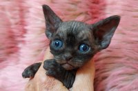 Red Hot Chili - Devon Rex kenel