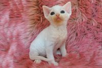 Red Hot Chili - Devon Rex kenel