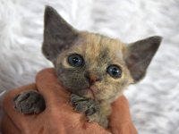 Red Hot Chili - Devon Rex kenel