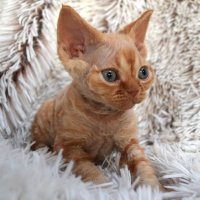 Red Hot Chili - Devon Rex kenel