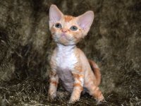 Red Hot Chili - Devon Rex kenel