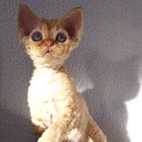 Red Hot Chili - Devon Rex kenel