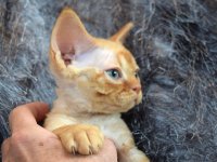 Red Hot Chili - Devon Rex kenel