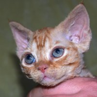 Red Hot Chili - Devon Rex kenel