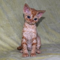 Red Hot Chili - Devon Rex kenel