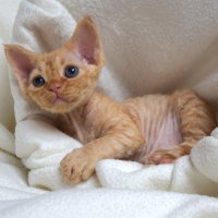 Red Hot Chili - Devon Rex kenel