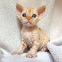 Red Hot Chili - Devon Rex kenel