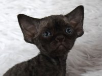 Red Hot Chili - Devon Rex kenel