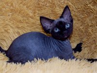 Red Hot Chili - Devon Rex kenel