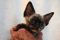 Red Hot Chili - Devon Rex kenel