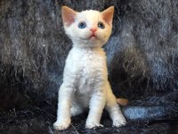 Red Hot Chili - Devon Rex kenel