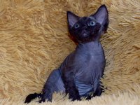 Red Hot Chili - Devon Rex kenel