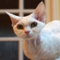 Red Hot Chili - Devon Rex kenel