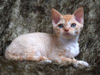 Red Hot Chili - Devon Rex kenel