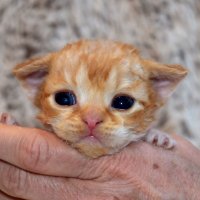 Red Hot Chili - Devon Rex kenel