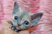 Red Hot Chili - Devon Rex kenel