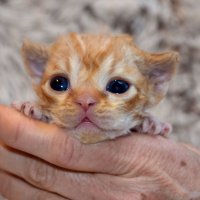 Red Hot Chili - Devon Rex kenel