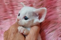 Red Hot Chili - Devon Rex kenel