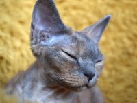 Red Hot Chili - Devon Rex kenel