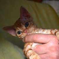 Red Hot Chili - Devon Rex kenel