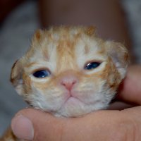 Red Hot Chili - Devon Rex kenel