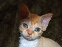 Red Hot Chili - Devon Rex kenel