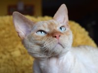 Red Hot Chili - Devon Rex kenel