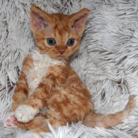 Red Hot Chili - Devon Rex kenel