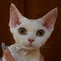 Red Hot Chili - Devon Rex kenel