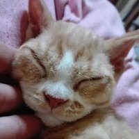 Red Hot Chili - Devon Rex kenel