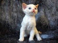 Red Hot Chili - Devon Rex kenel