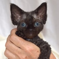 Red Hot Chili - Devon Rex kenel