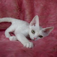 Red Hot Chili - Devon Rex kenel