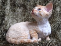 Red Hot Chili - Devon Rex kenel