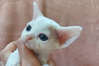 Red Hot Chili - Devon Rex kenel