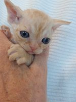 Red Hot Chili - Devon Rex kenel