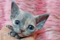 Red Hot Chili - Devon Rex kenel