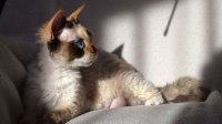 Red Hot Chili - Devon Rex kenel