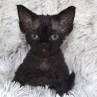 Red Hot Chili - Devon Rex kenel