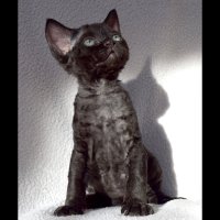 Red Hot Chili - Devon Rex kenel