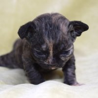 Red Hot Chili - Devon Rex kenel