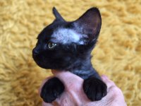 Red Hot Chili - Devon Rex kenel